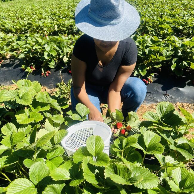 Farm and Strawberry Delights