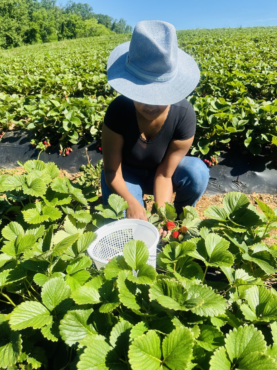 Farm and Strawberry Delights